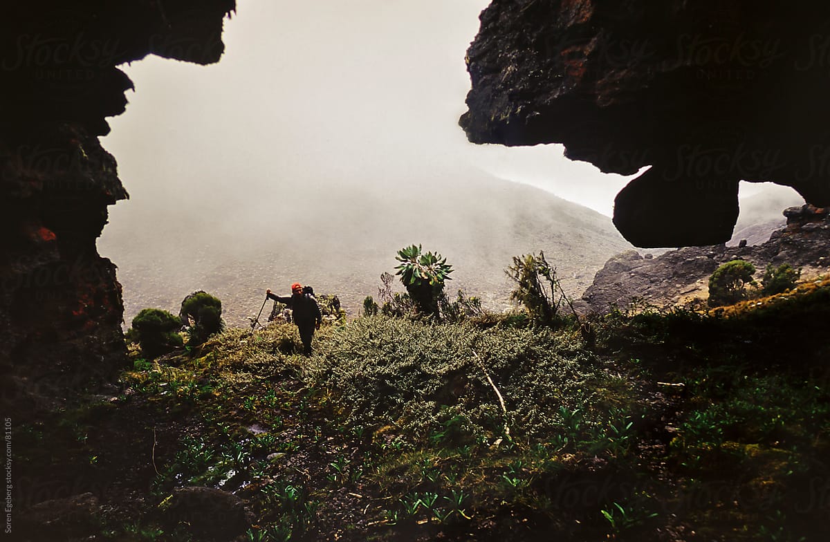 Climber hiking through dense tropical vegetation on Mt. Kilimanjaro