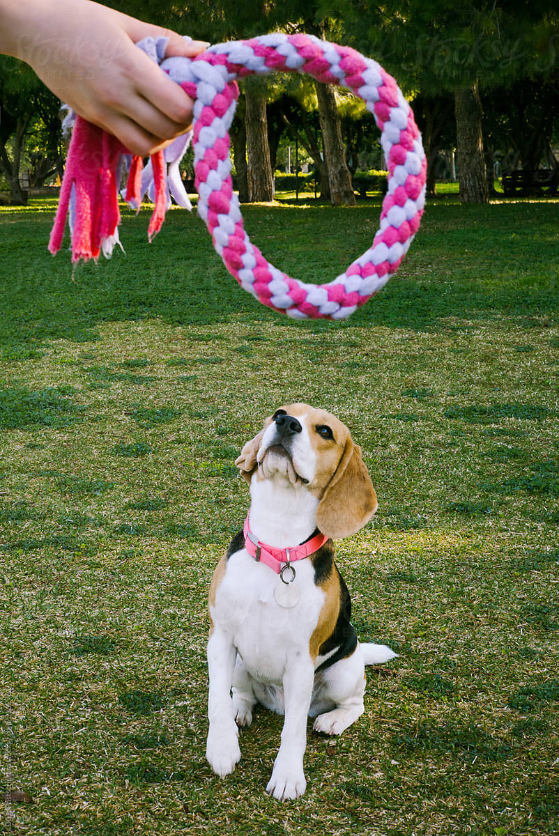 Dog looks at the rope ring-toy for dogs with great enthusiasm