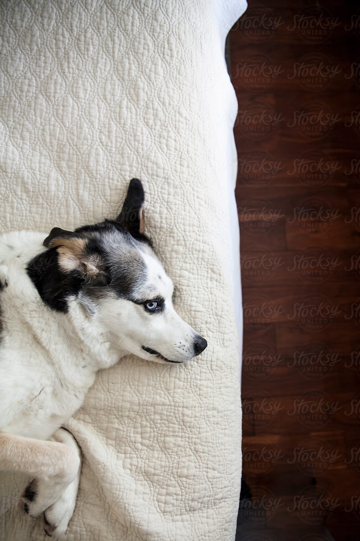 blue eyed dog resting on quilt