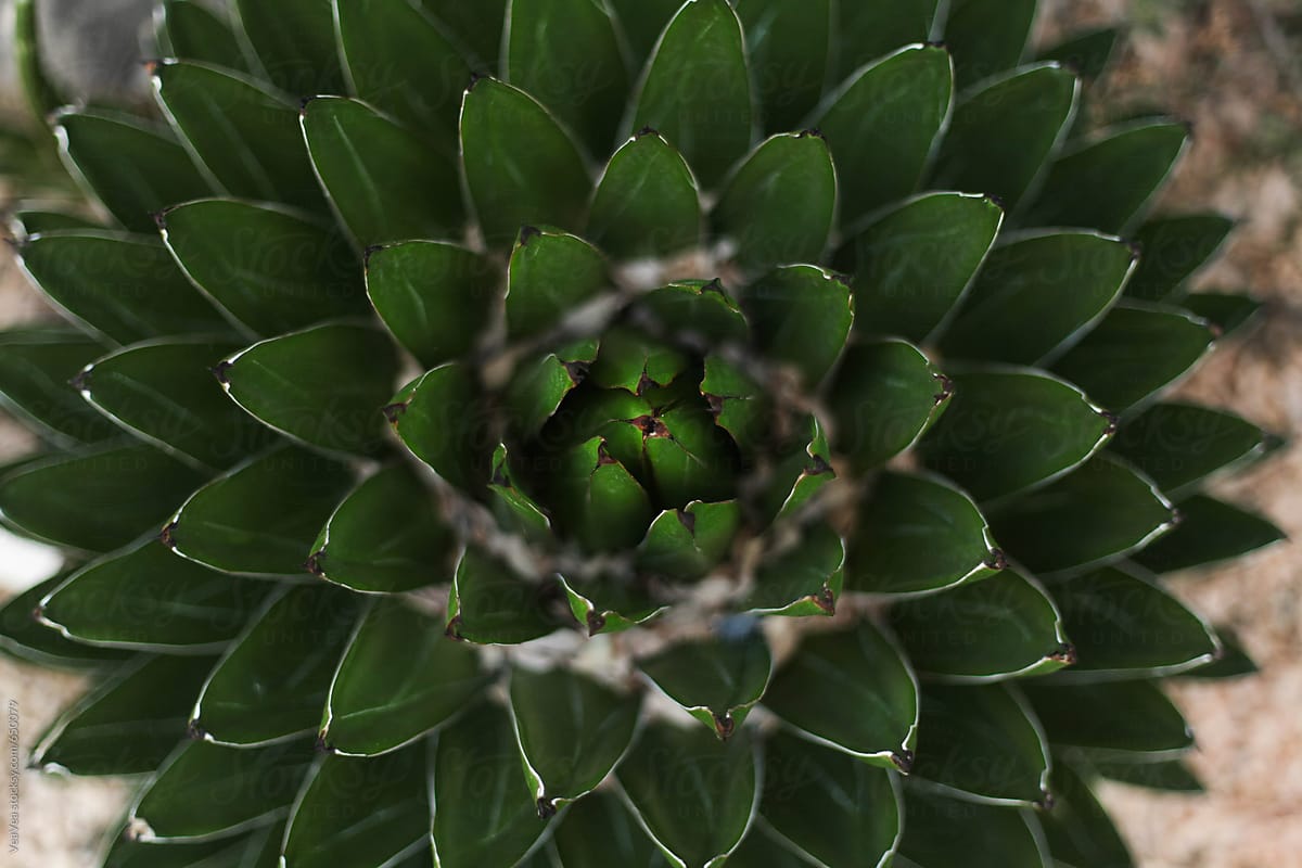 Plant from above