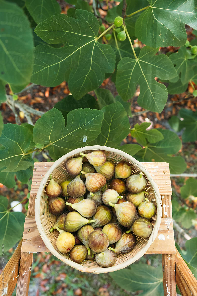 Basket of Fresh Picked Figs