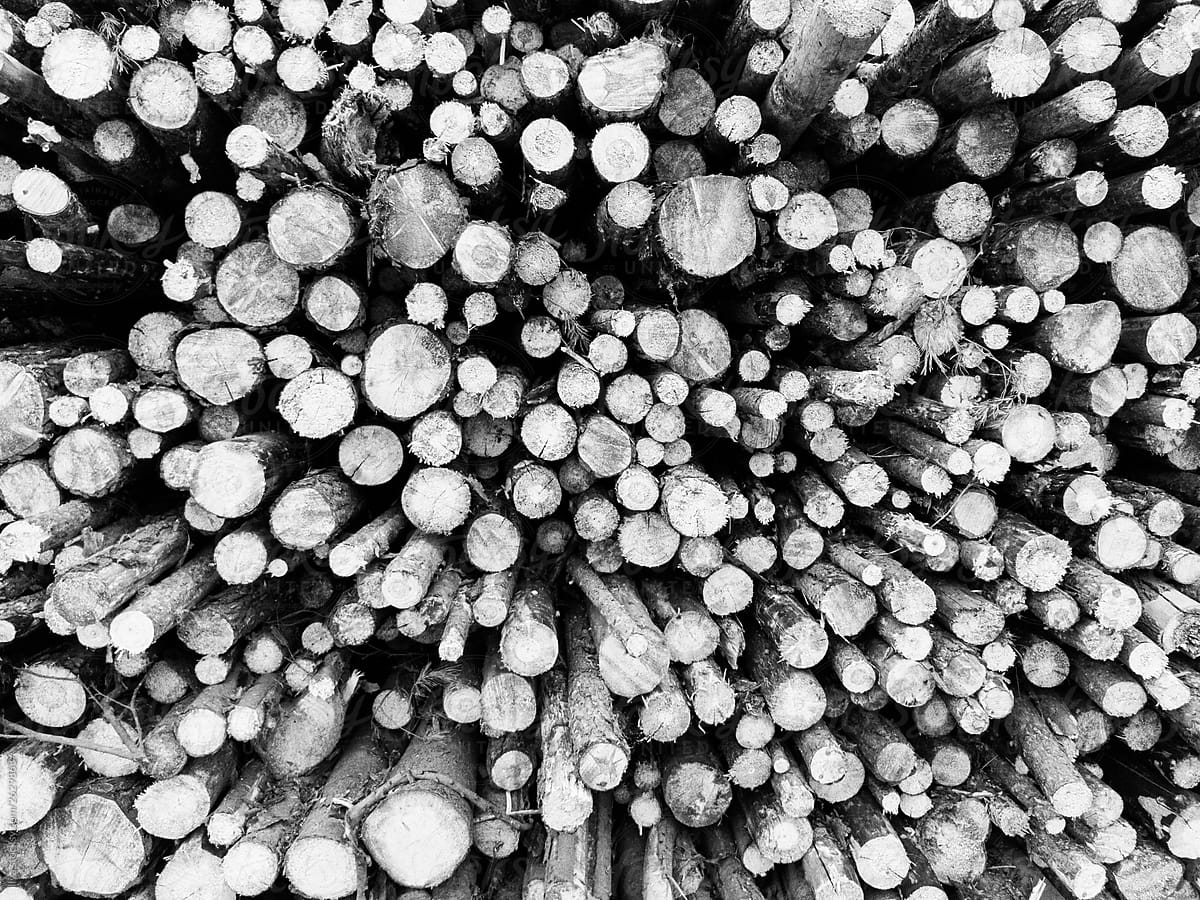 Cut wood pile tree nature background