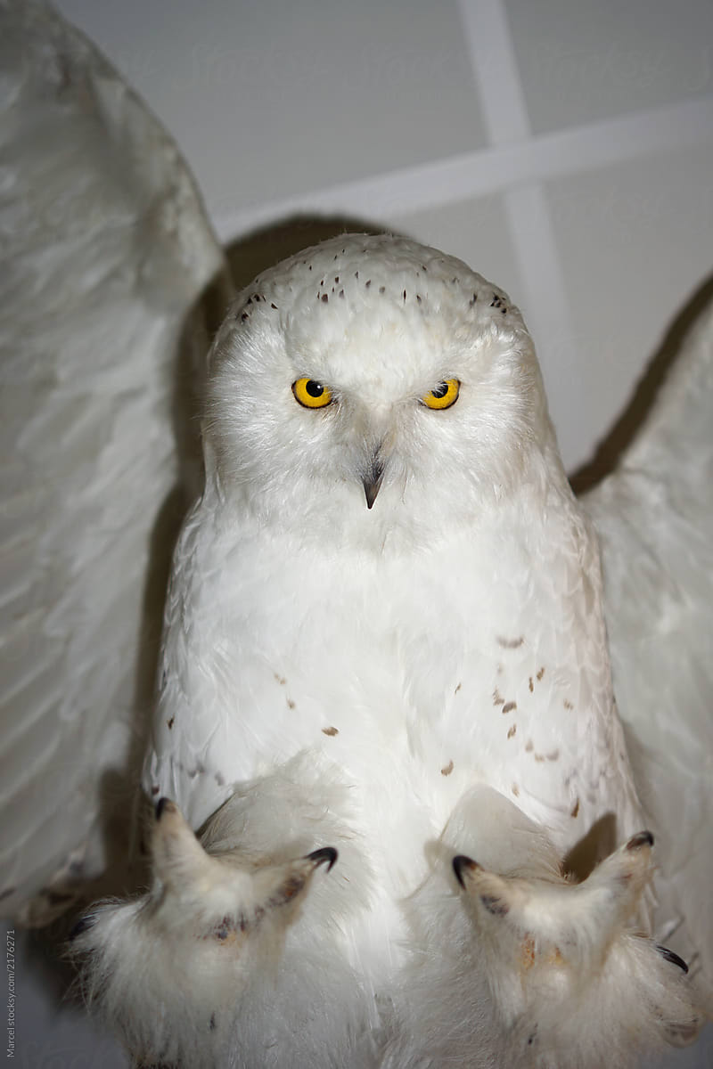 Scary stuffed snowy owl, hanging on the ceiling