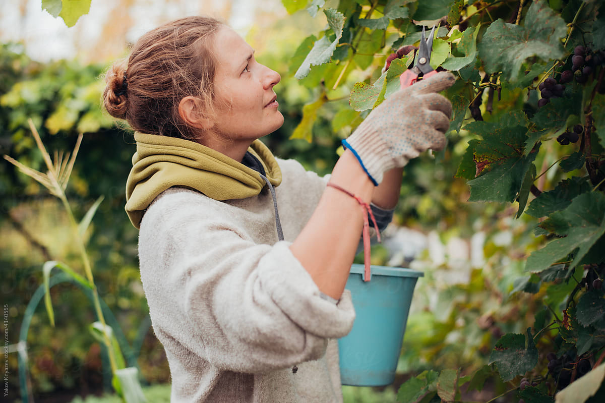 young woman gathering grape in the vineyard
