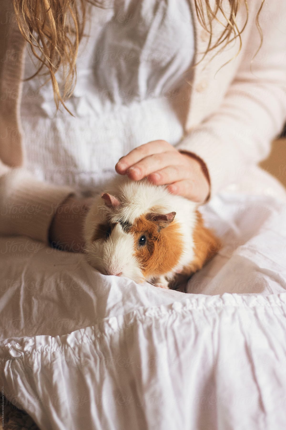 Cute guinea pig in girl's arms