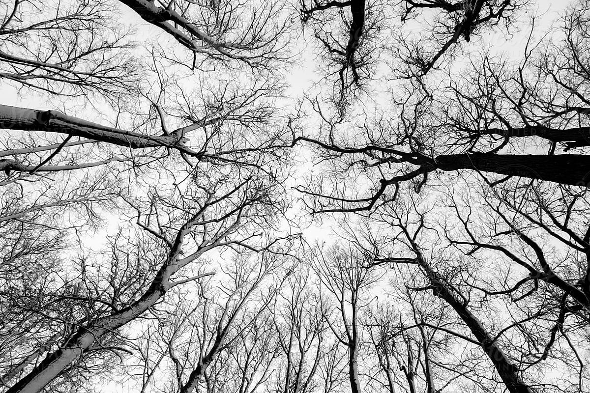 Winter trees. View from below