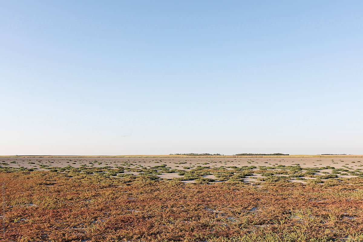 Colorful dried salt marsh landscape