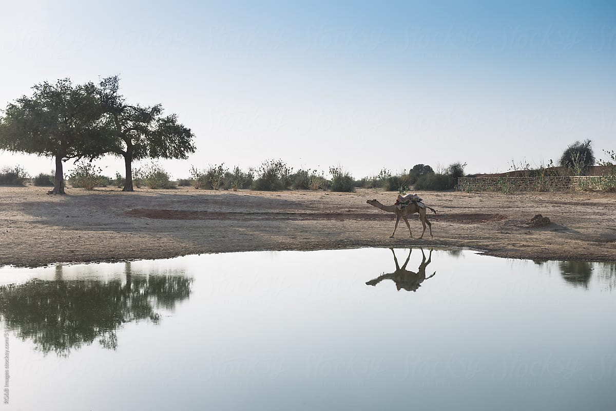 Camel in the desert near a oasis