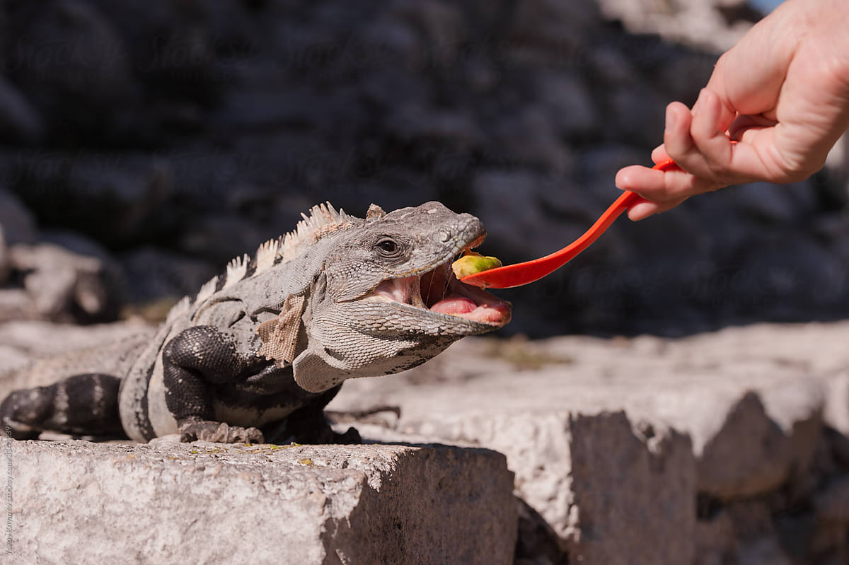 Feeding Iguana pet with a spoon