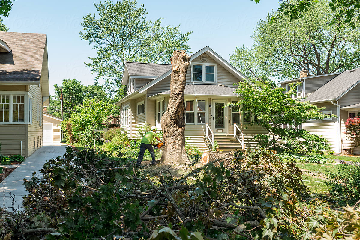 Tree removal worker cutting down a tree stump in front of a home