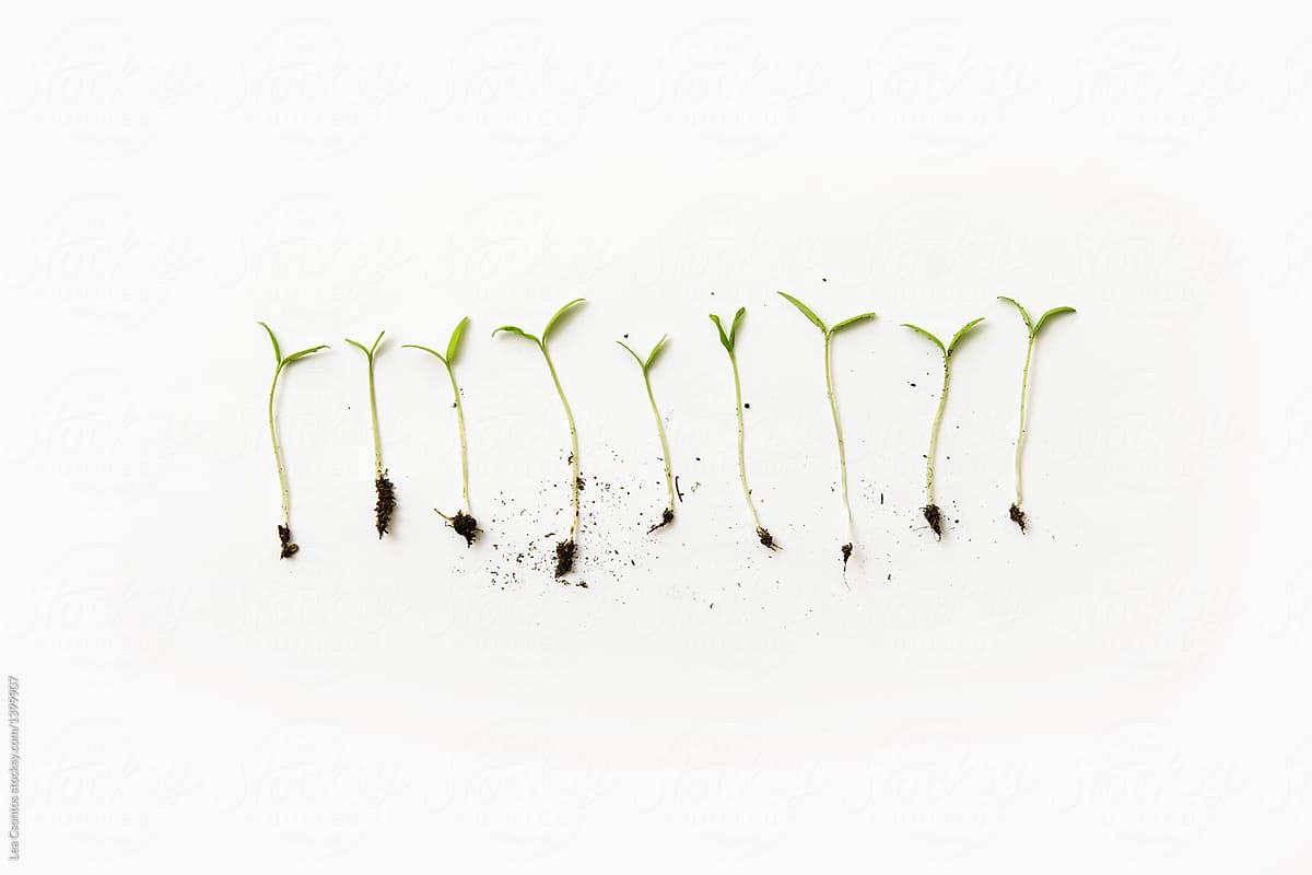 A group of seedlings in a row on white backround