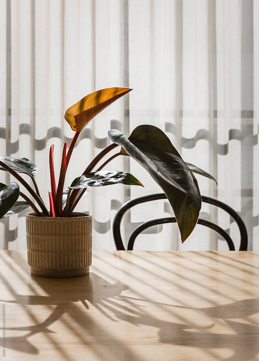 Backlit indoor plant