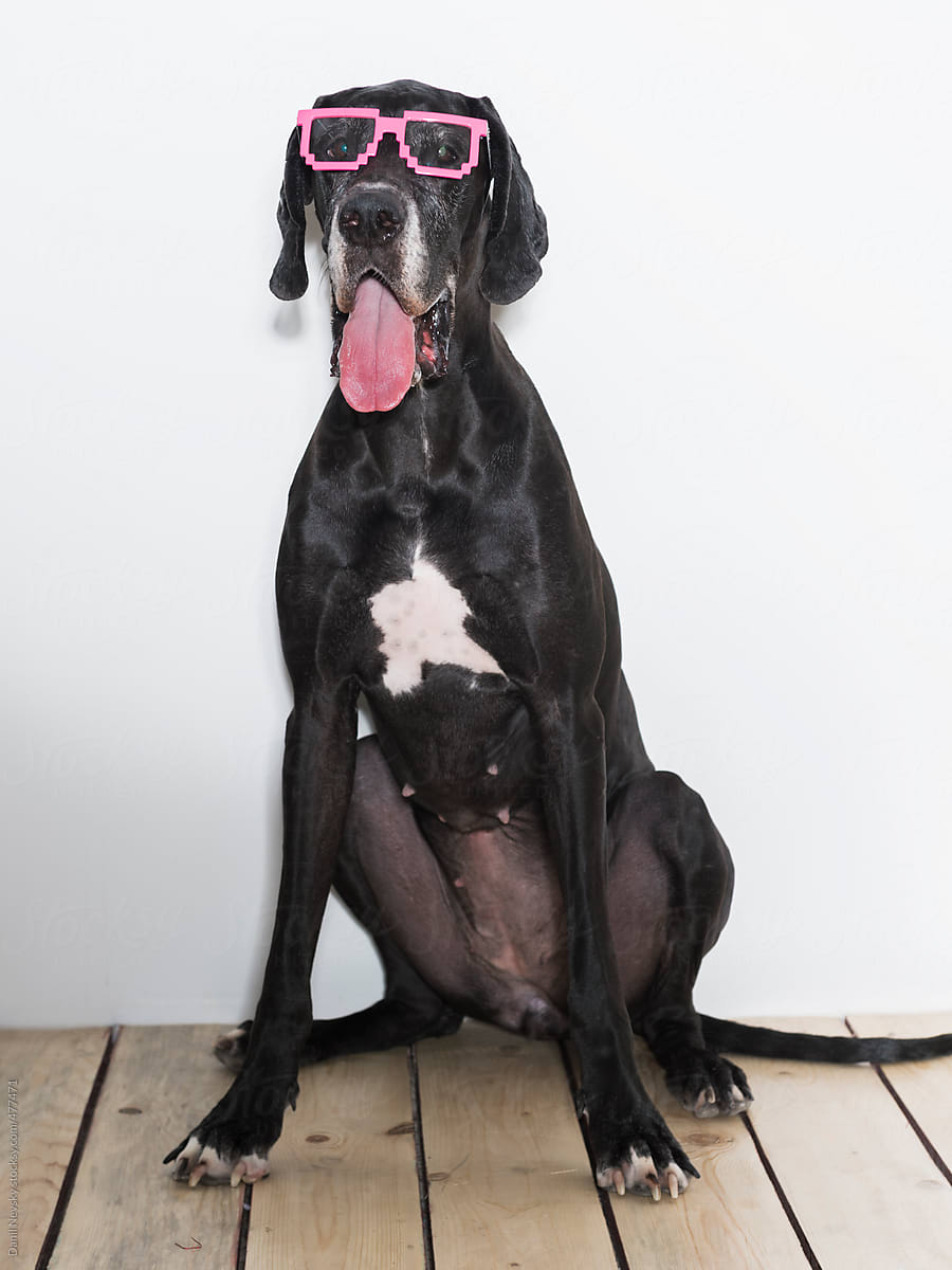 Cute dog wearing funny glasses