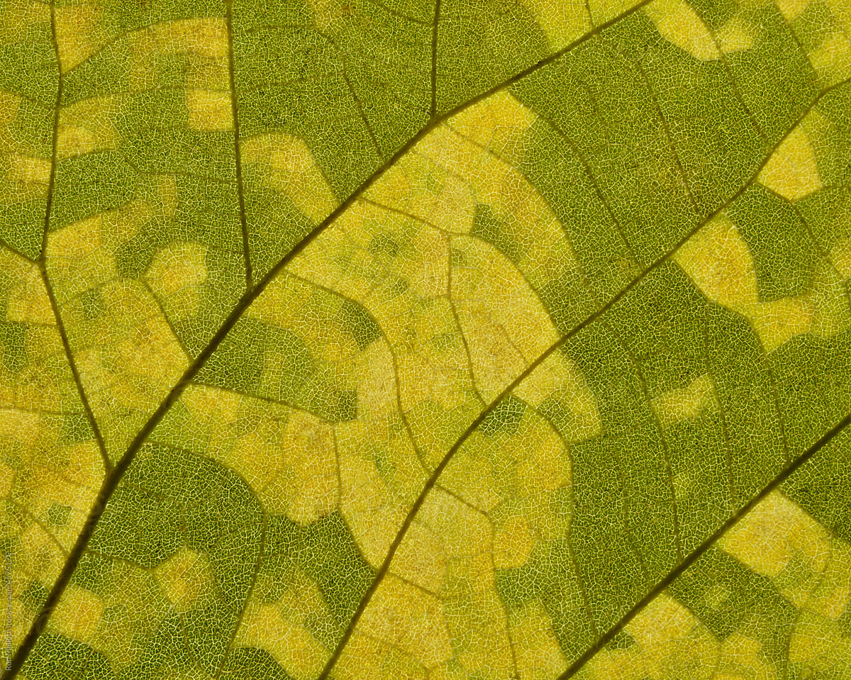 Autumn leaf 4 H B extreme closeup colors texture patterns