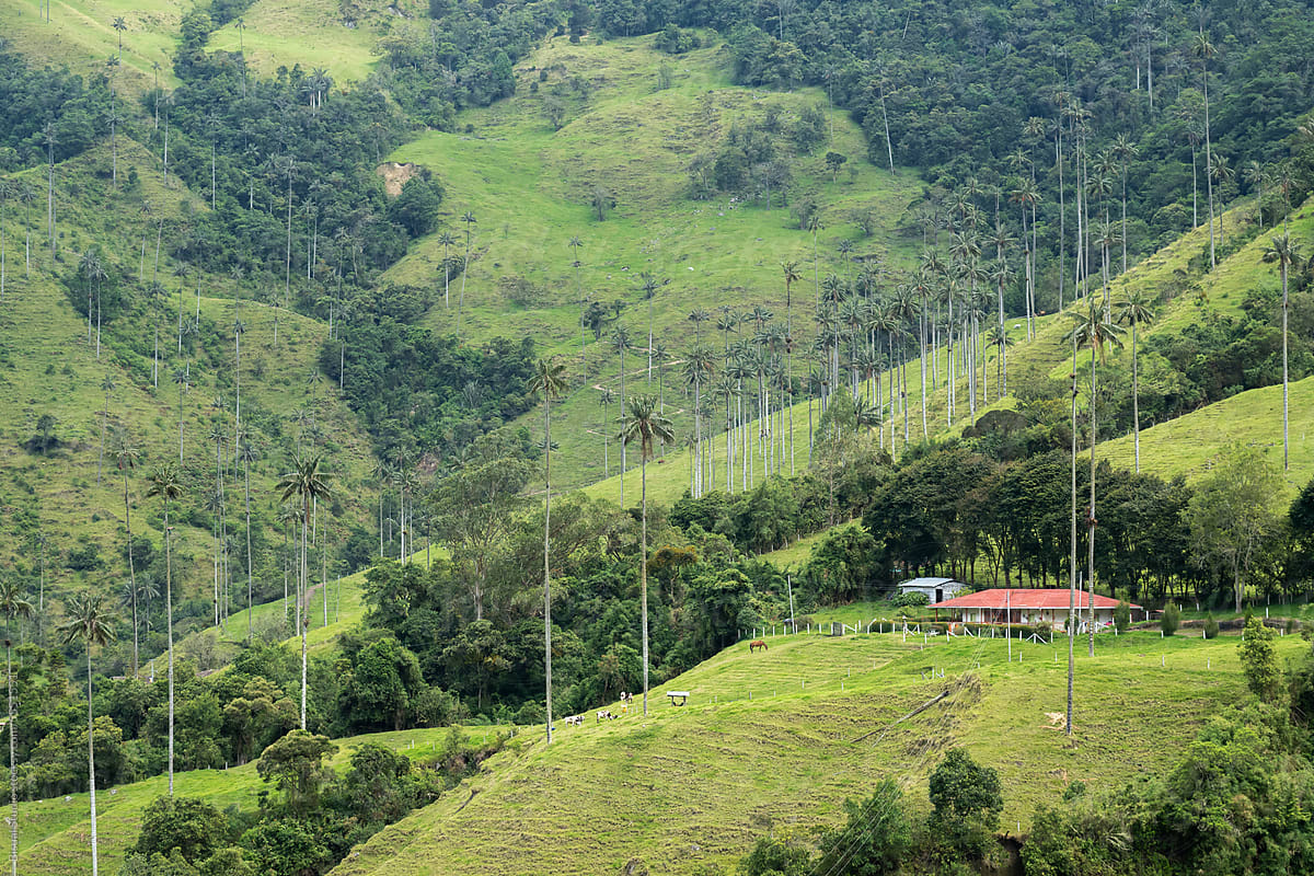 Ranch in Cocora Valley, Colombia