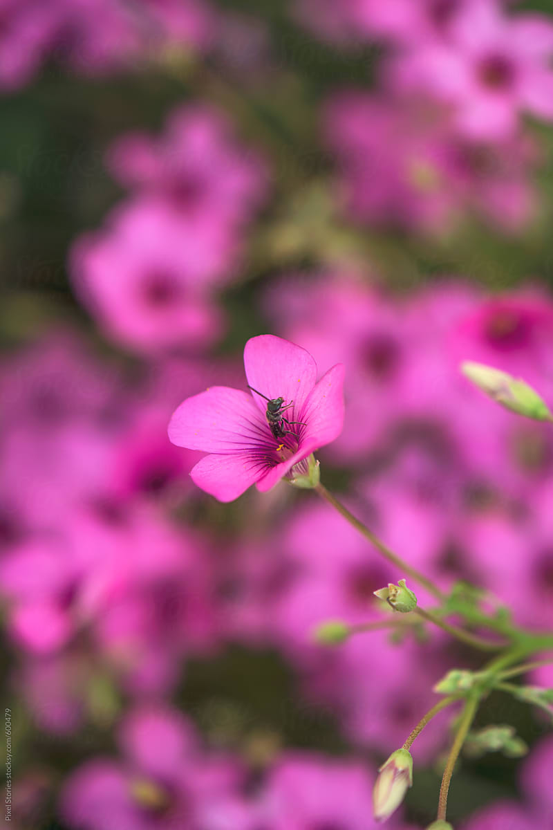 Tiny ant on pink flower