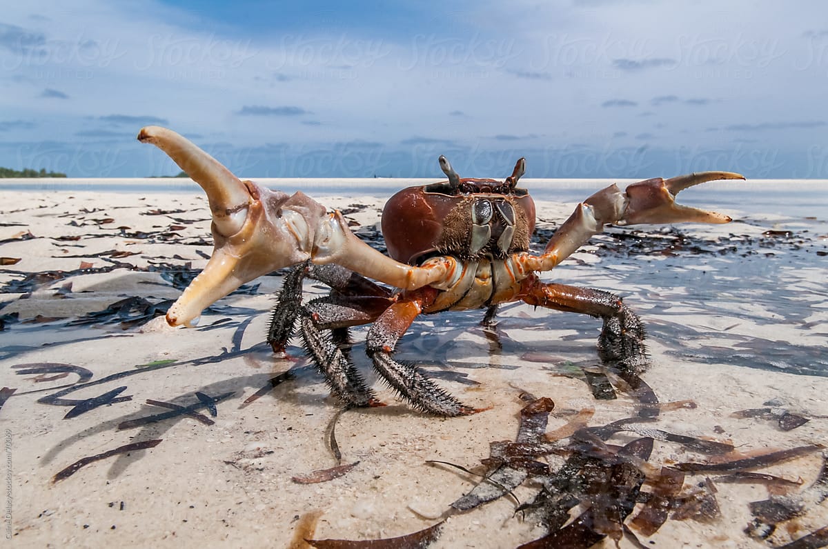 Crab with large claws on the shorline