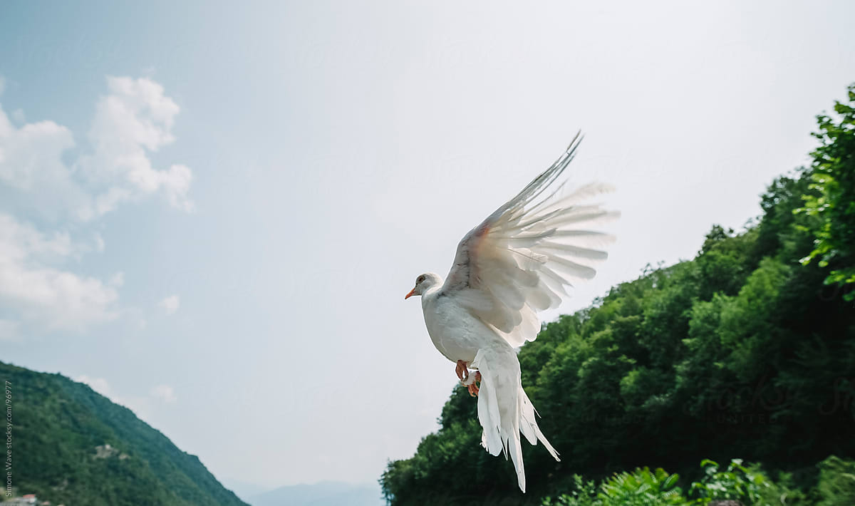 white dove flying away