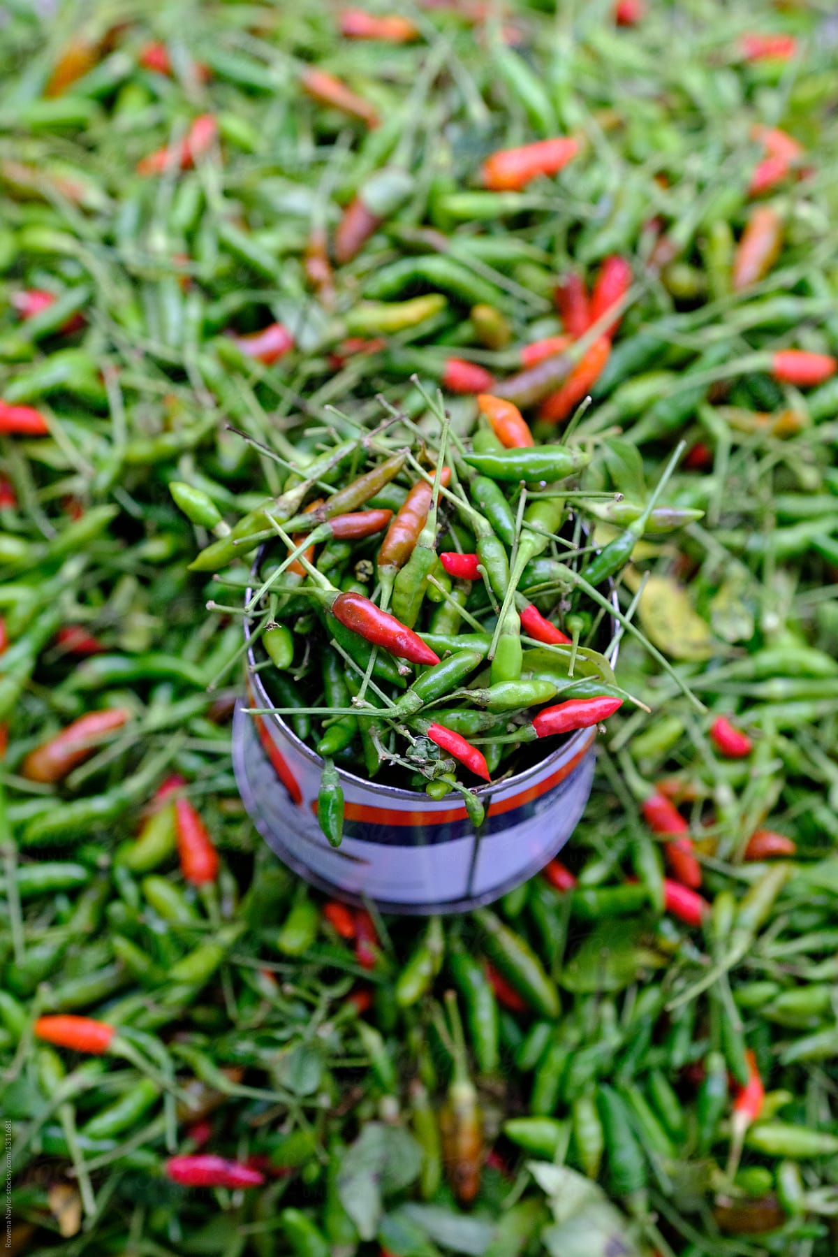 Fresh chili for sale at street market in Myanmar