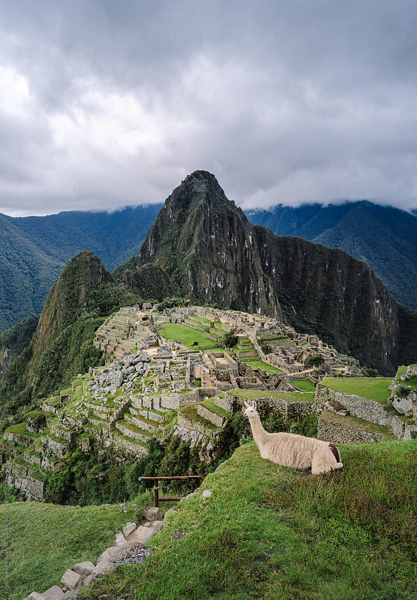 A lonely white lama sitting on the hill in front of Machu Picchu ancient city
