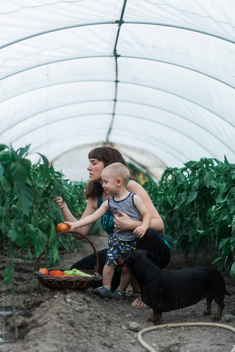 Woman And Child With Dog Taking Care Of The Garden