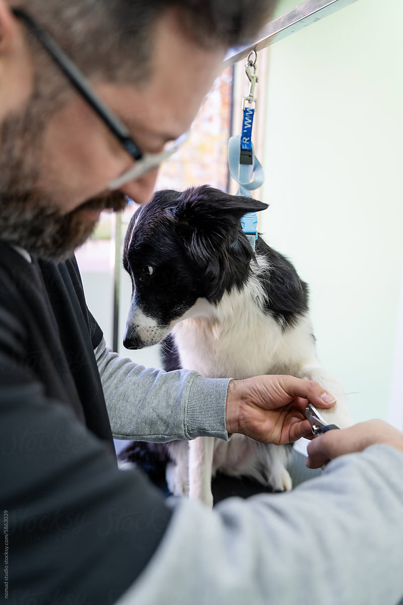 Veterinary cutting dog claws.