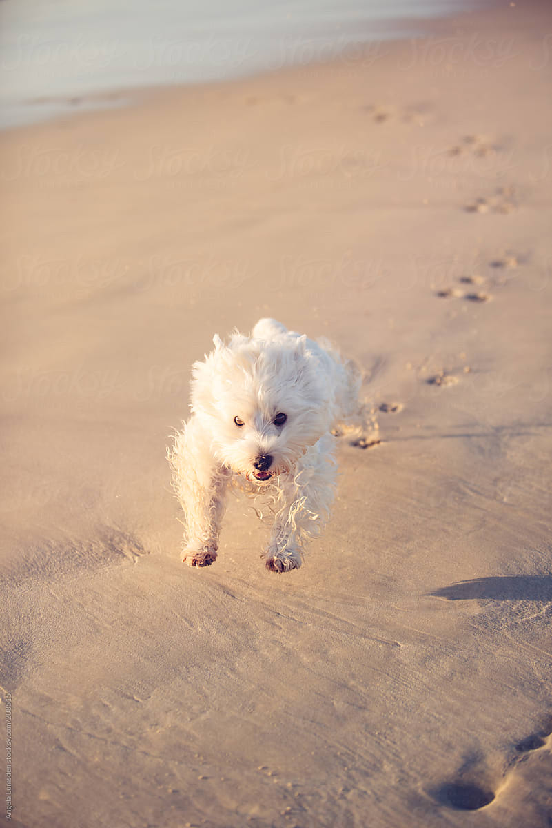 Small white dog leaping in pure joy at the beach