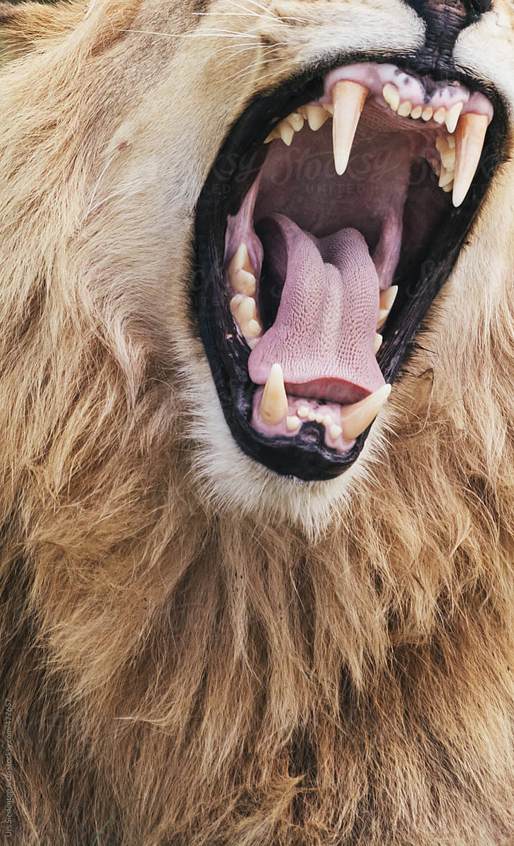 Angry Lion close up