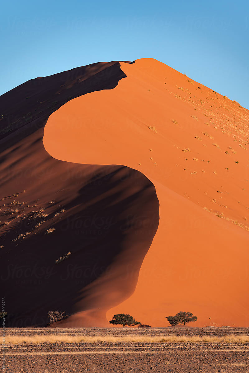 Acacia tree with sand dune, Namib desert, blue sky, Namibia, Africa