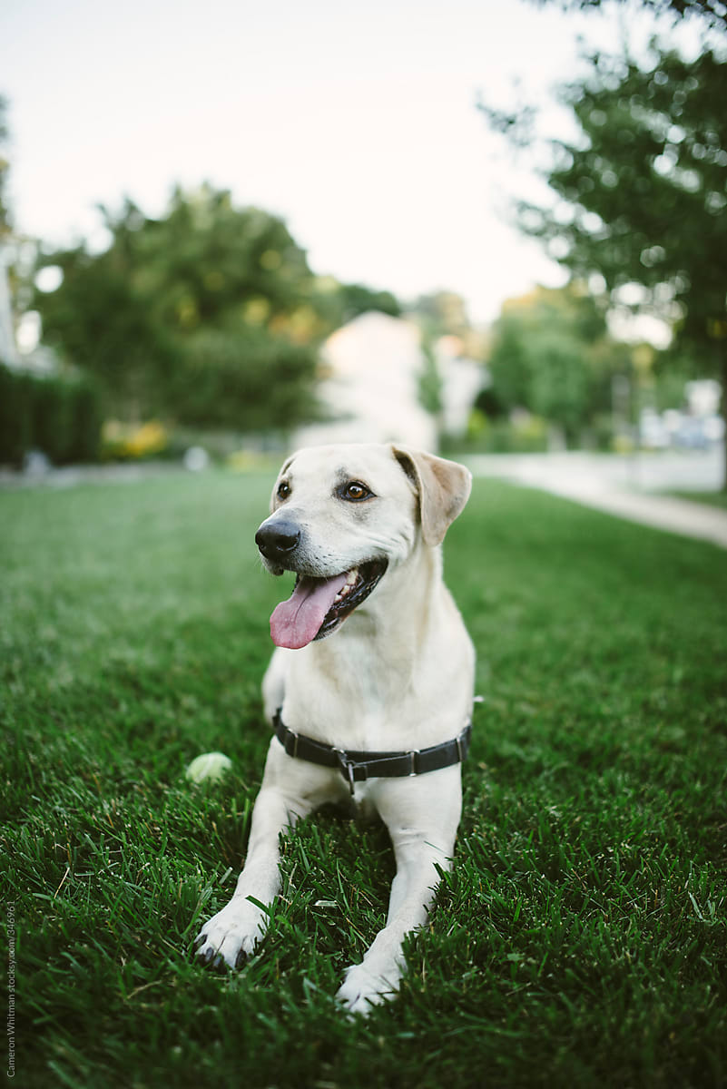 Yellow lab in the grass with a tennis ball