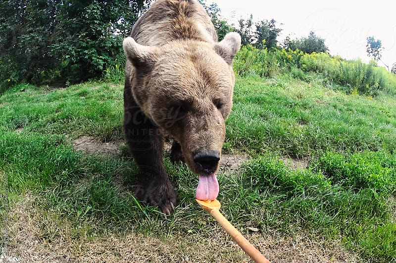 Bear Licking Honey From A Large Wooden Spoon In A Wildlife Park By