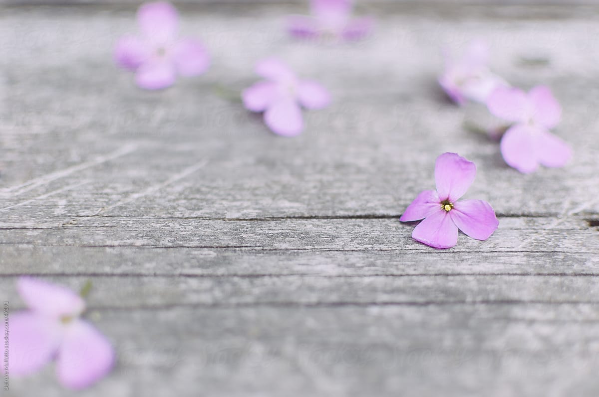 Purple flowers scattered over wooden table