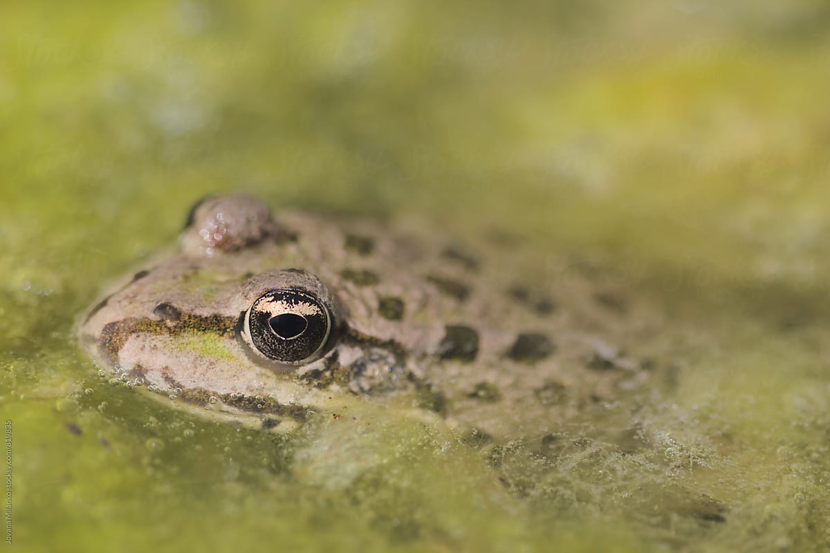 Frog in a pond full of algae