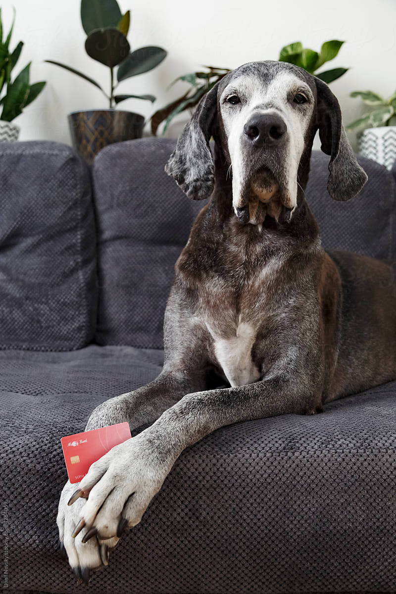 Great Dane dog with credit card