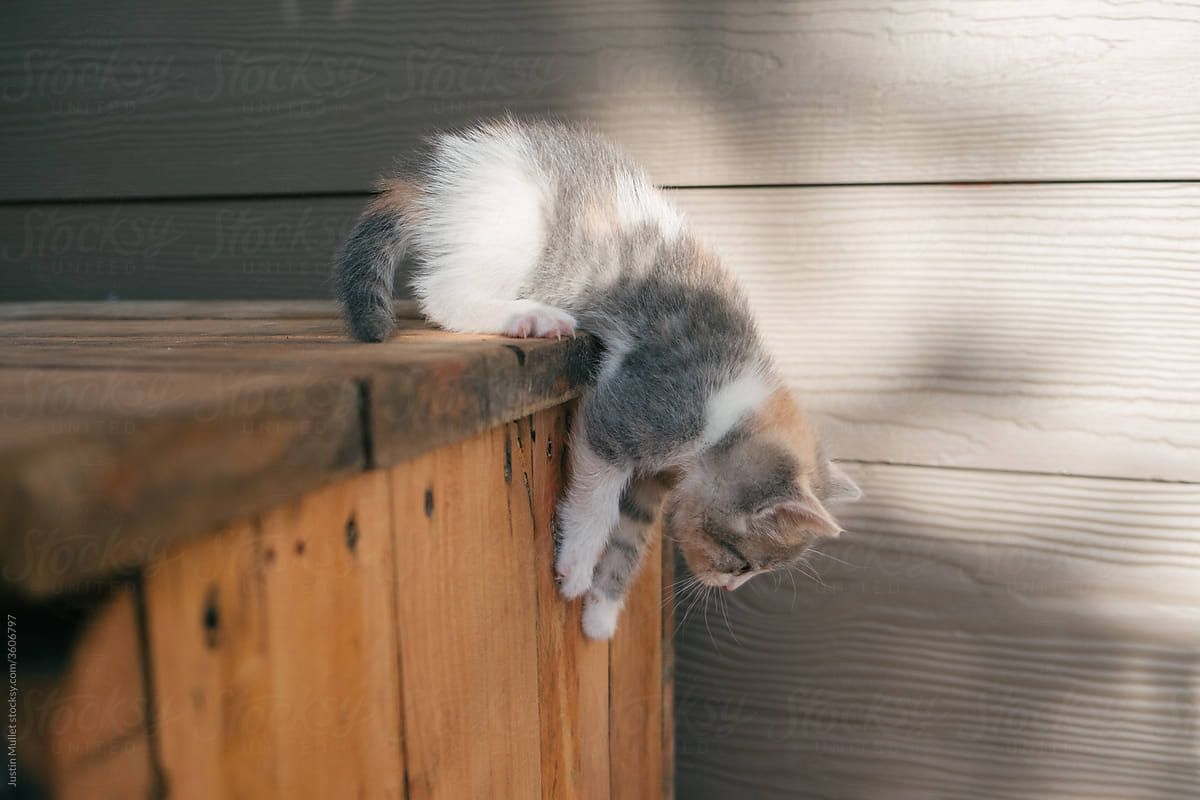 Kitty preparing to jump