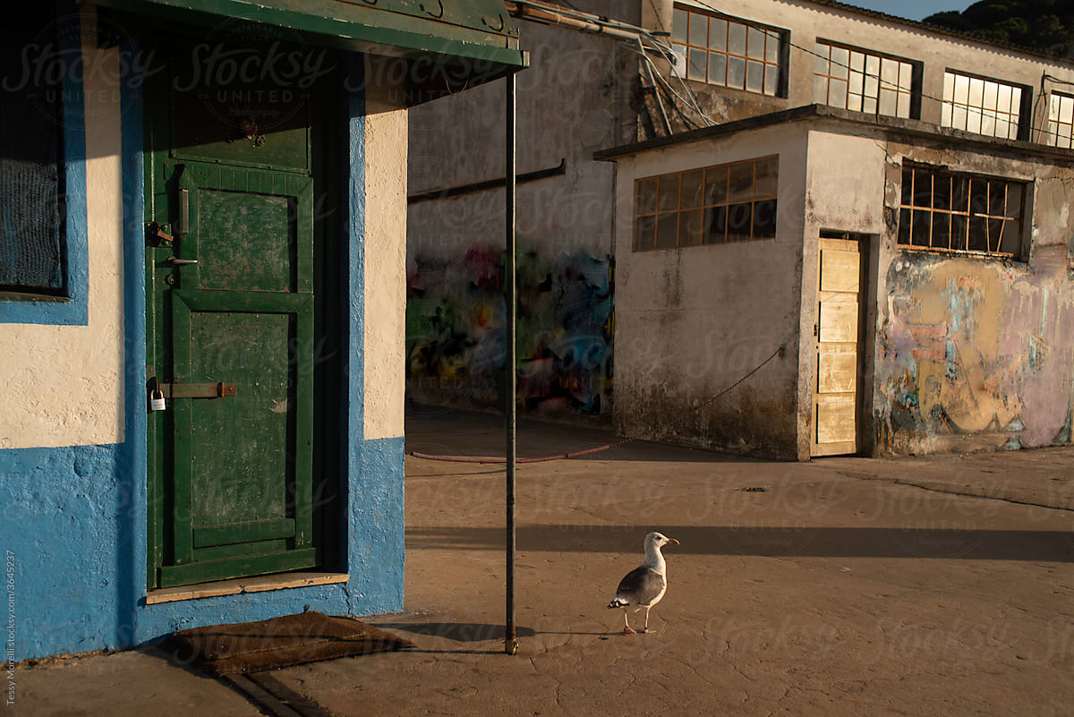 A seagull walks in the abandoned village.