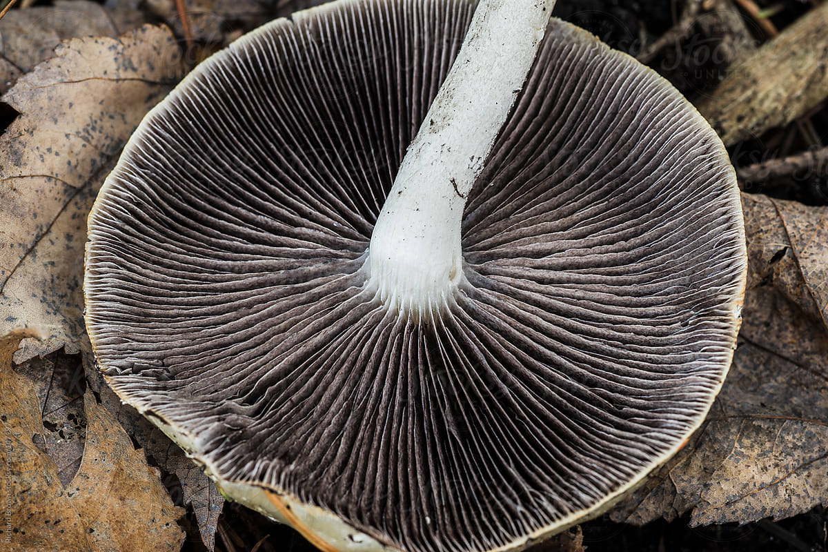 What is the title of this picture ? Detailed view of the underside of a mushroom by Richard Brown - Stocksy