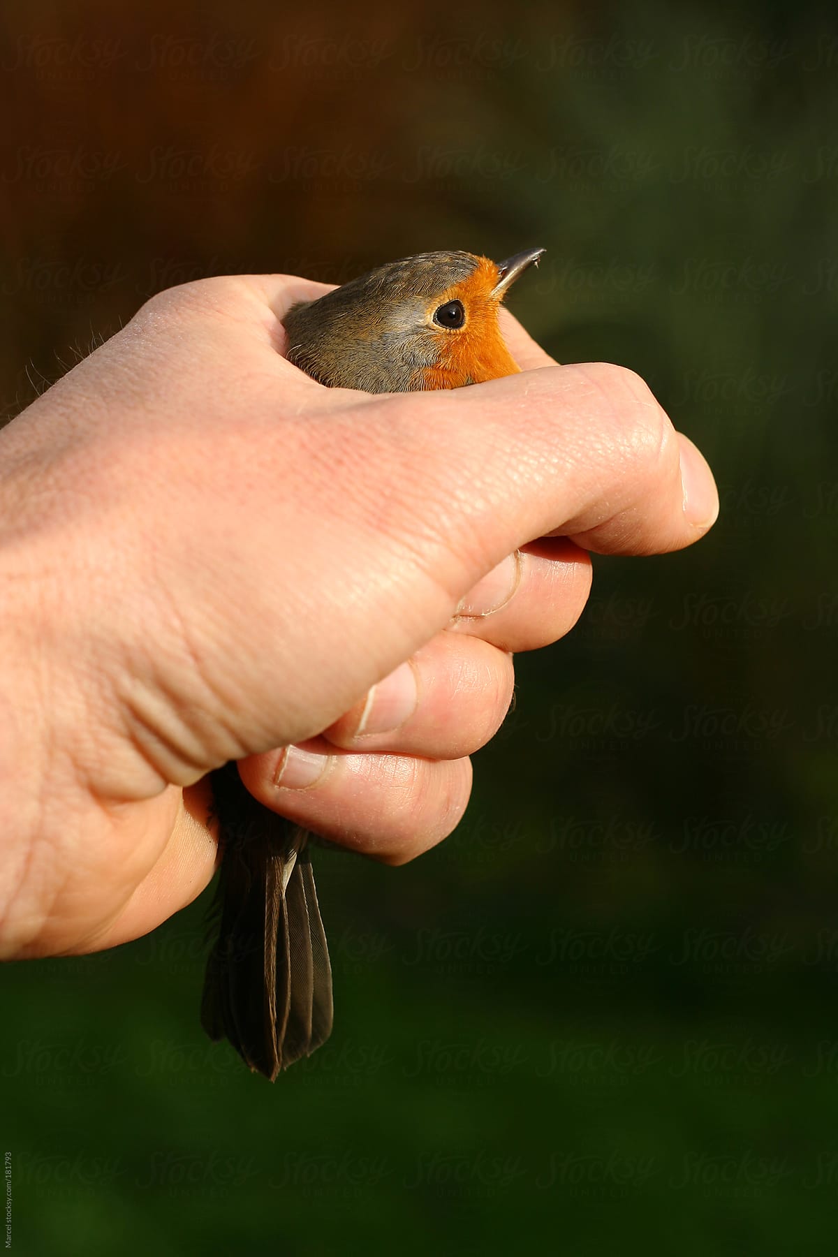 A Bird In The Hand Is By Marcel Stocksy United