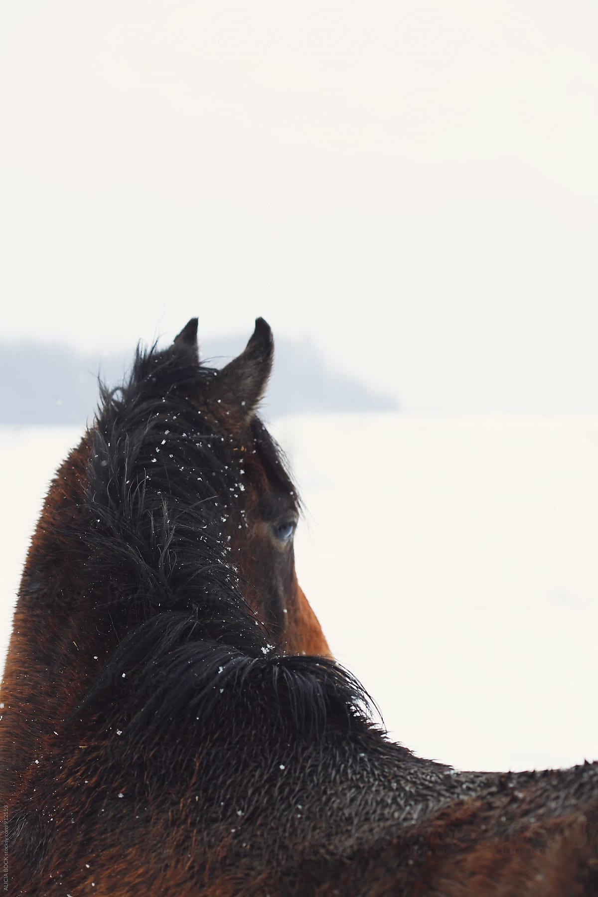 Looking Across The Back Of A Brown Horse Dotted With Snowflakes On A Winter Afternooon