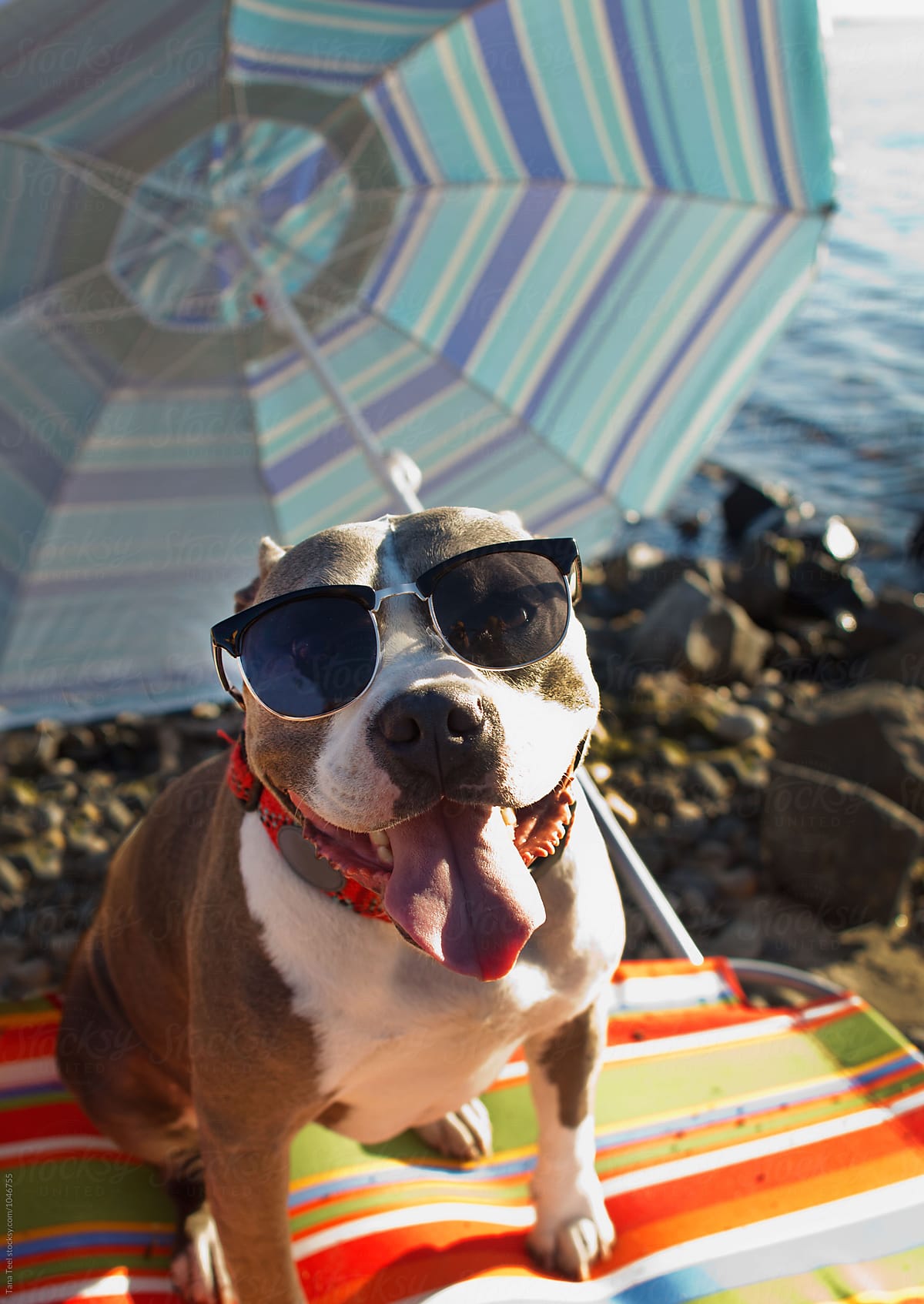 Dog wearing sunglasses at the river
