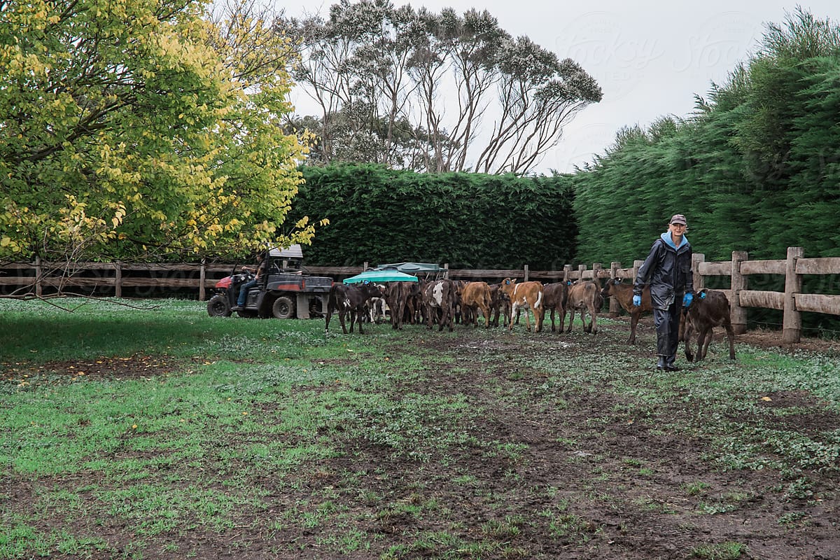 Farmers feeding calves in field from ATV 4x4 farm vehicle with trailer
