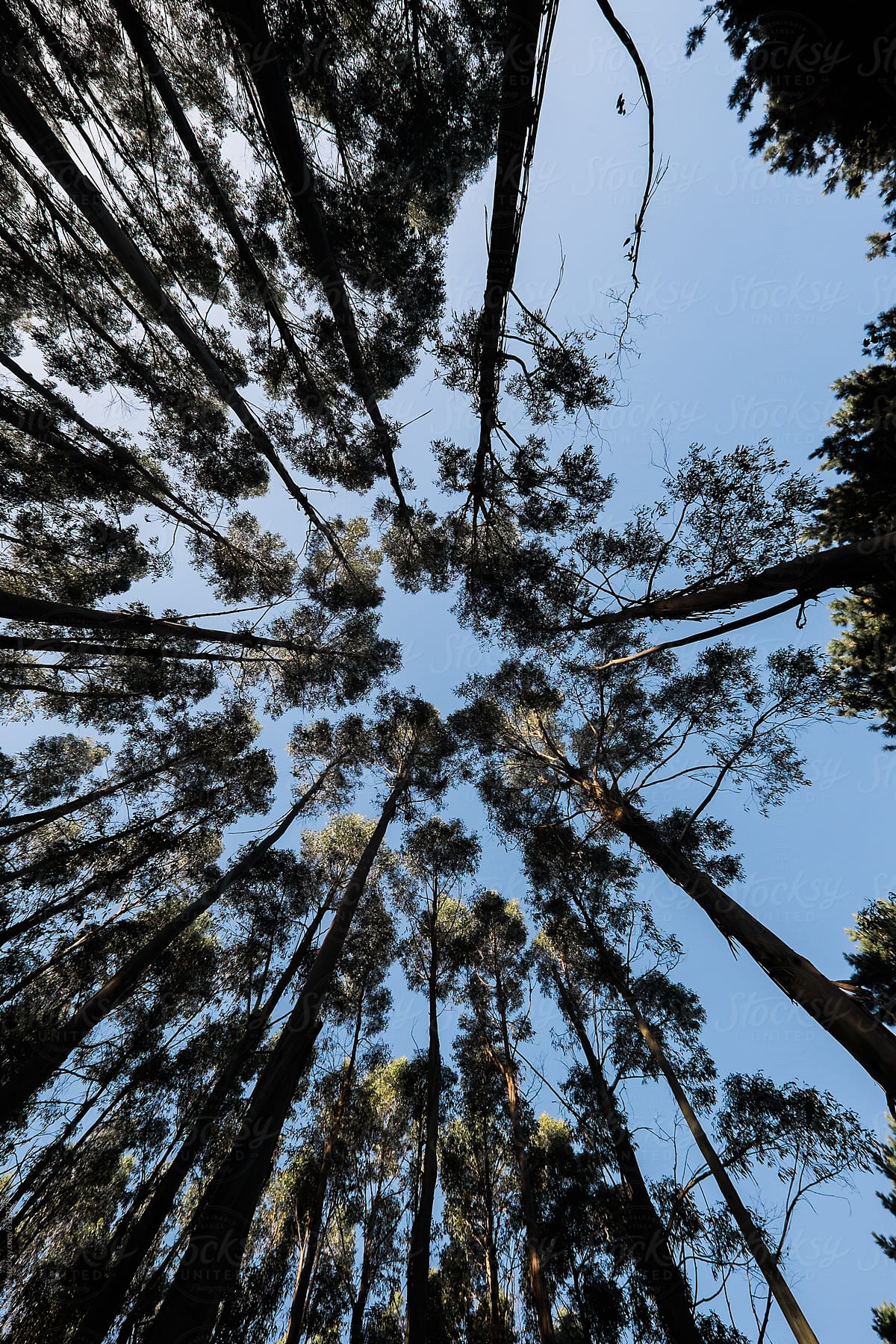 Looking up amongst the tall trees in a Blue Gum Plantation