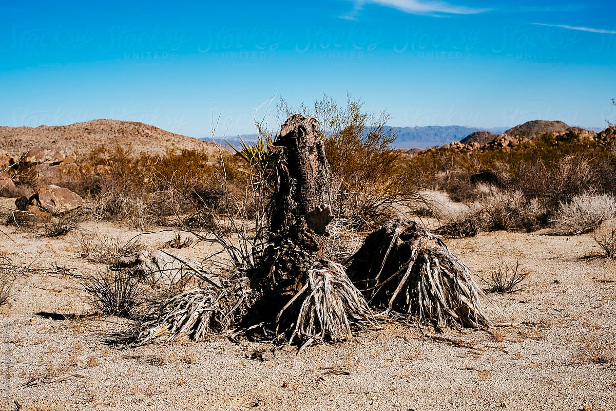 Tree Stump in the Desert
