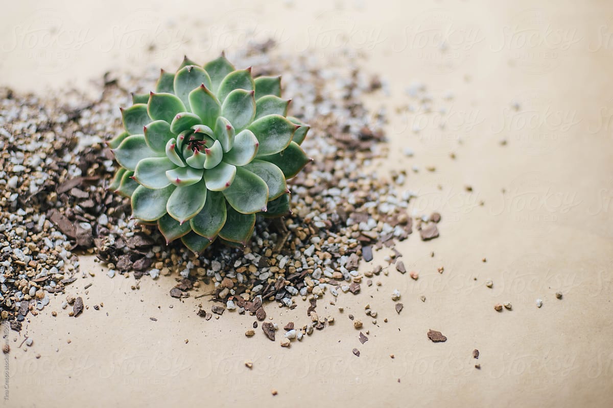 Succulent On Gravel" by Stocksy Contributor "Tina Crespo" - Stocksy