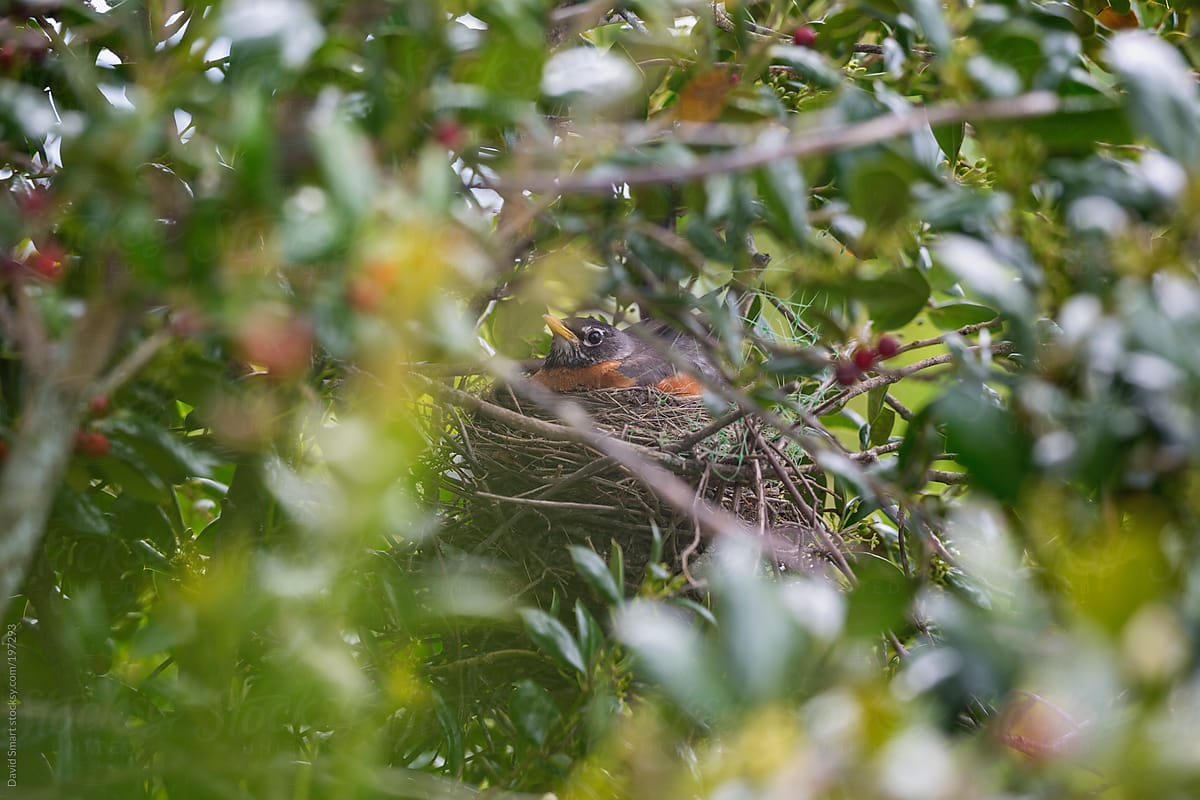 Robin sitting on her nest which is hidden in a shrub