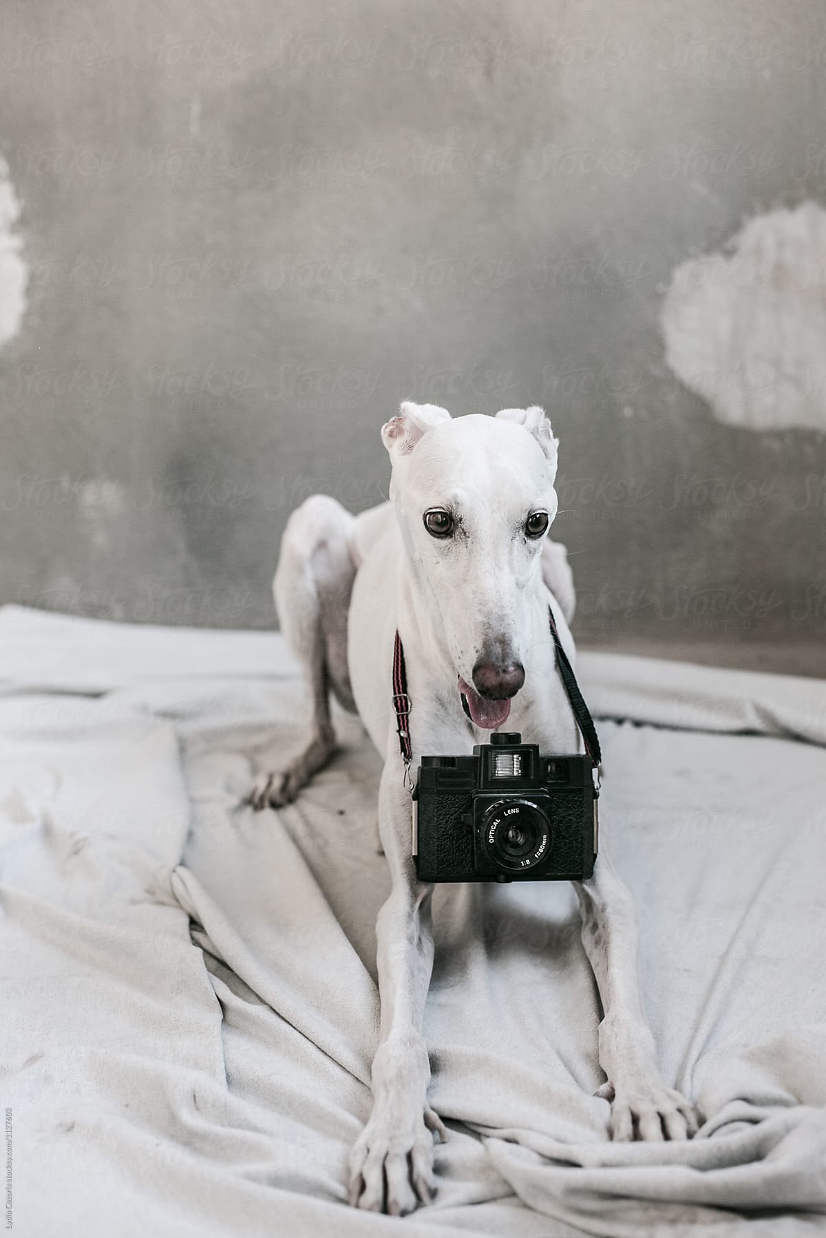 A white greyhound with a film camara  in a factory