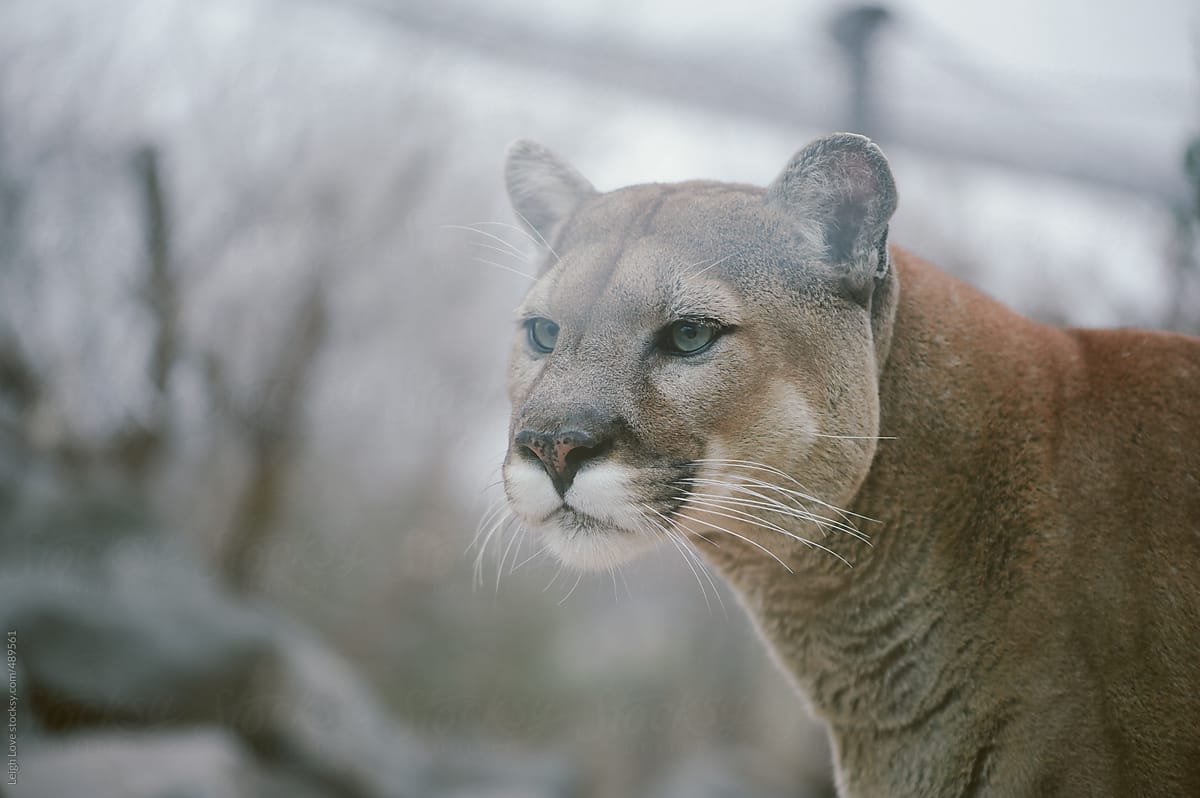 cougar mountain lion