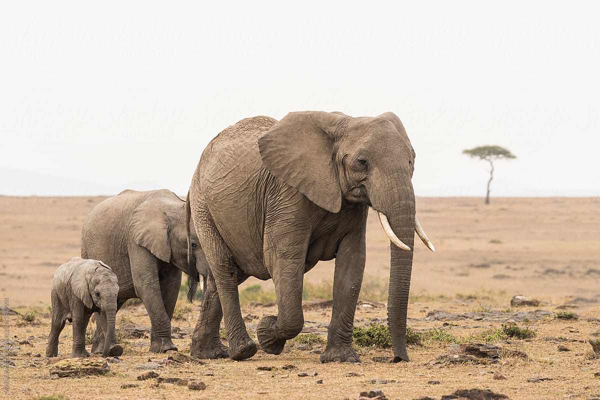 Group of elephants with baby