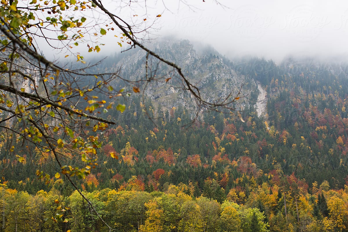 Autumn Forest On A Foggy Day By Stocksy Contributor Mosuno Stocksy