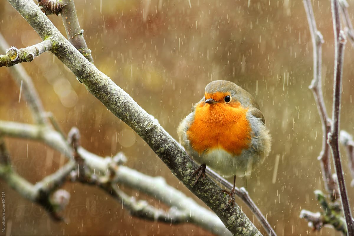 Red robin in a tree during snowfall